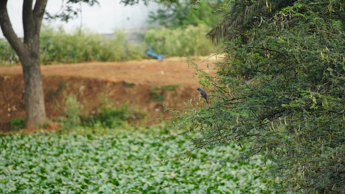 Plaintive Cuckoo - ML645939115