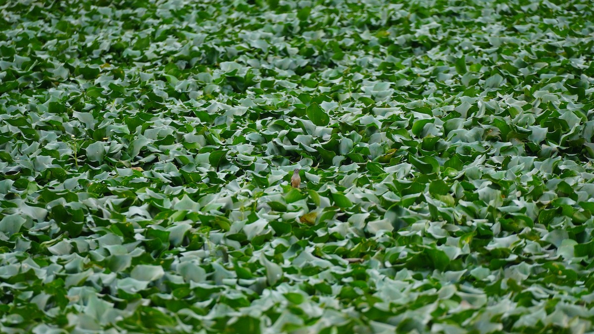 Plaintive Cuckoo - ML645939116