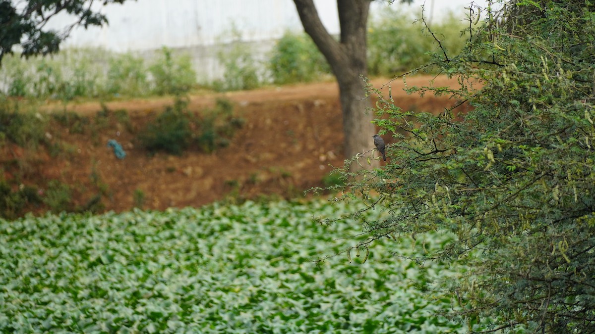 Plaintive Cuckoo - ML645939117