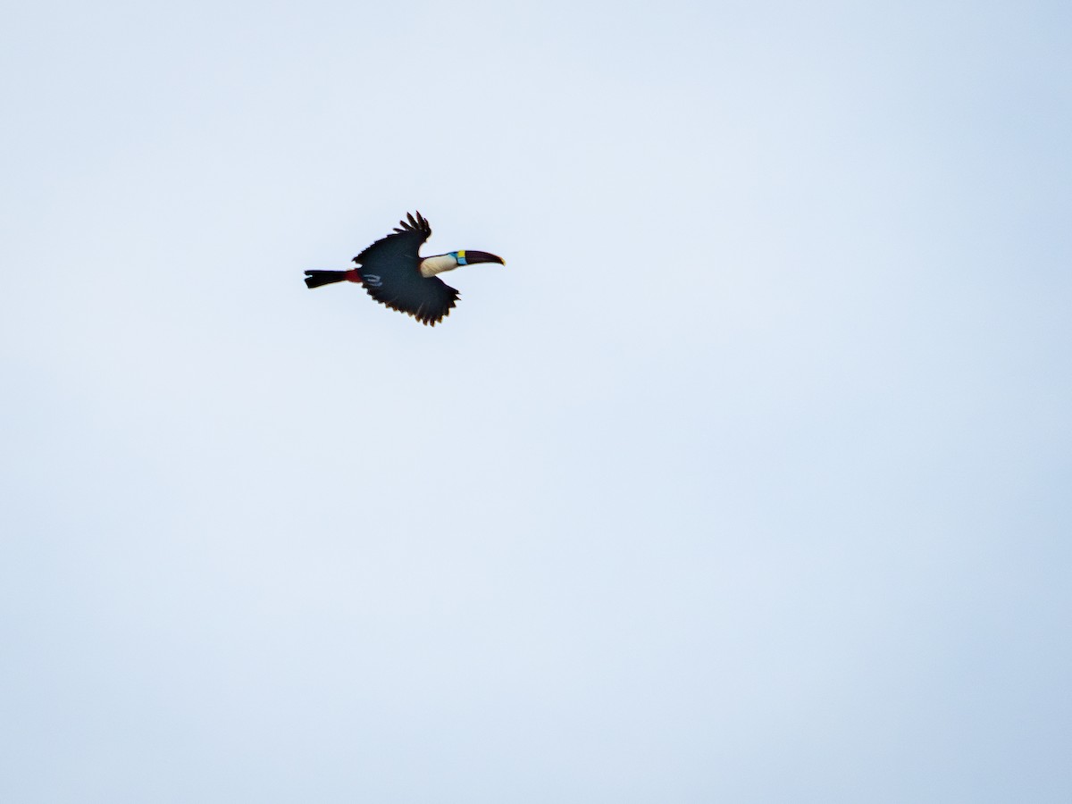 Tucán Pechiblanco (Pechiblanco) - ML645939127