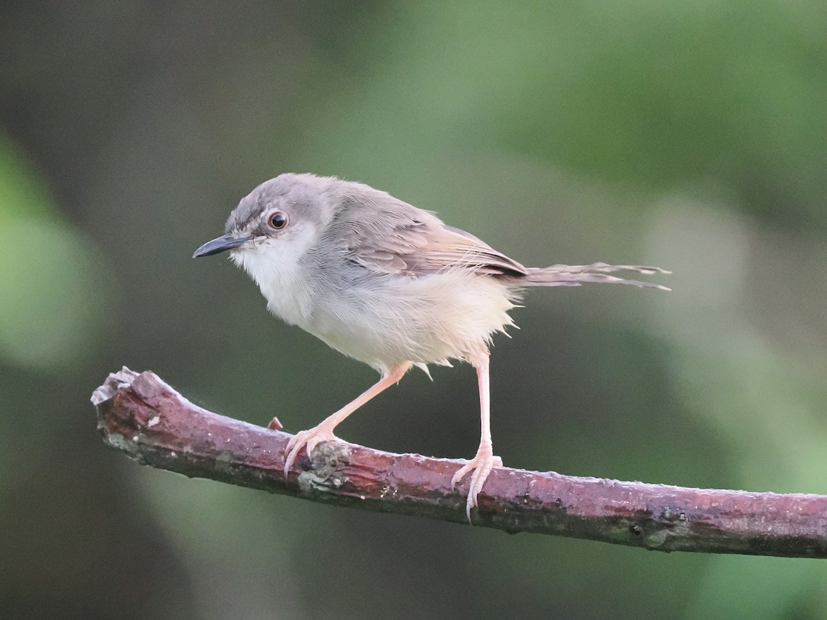 Tawny-flanked Prinia - ML645939128