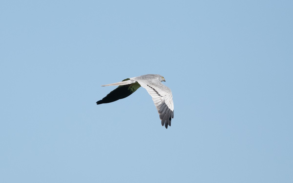 Montagu's Harrier - ML645939129