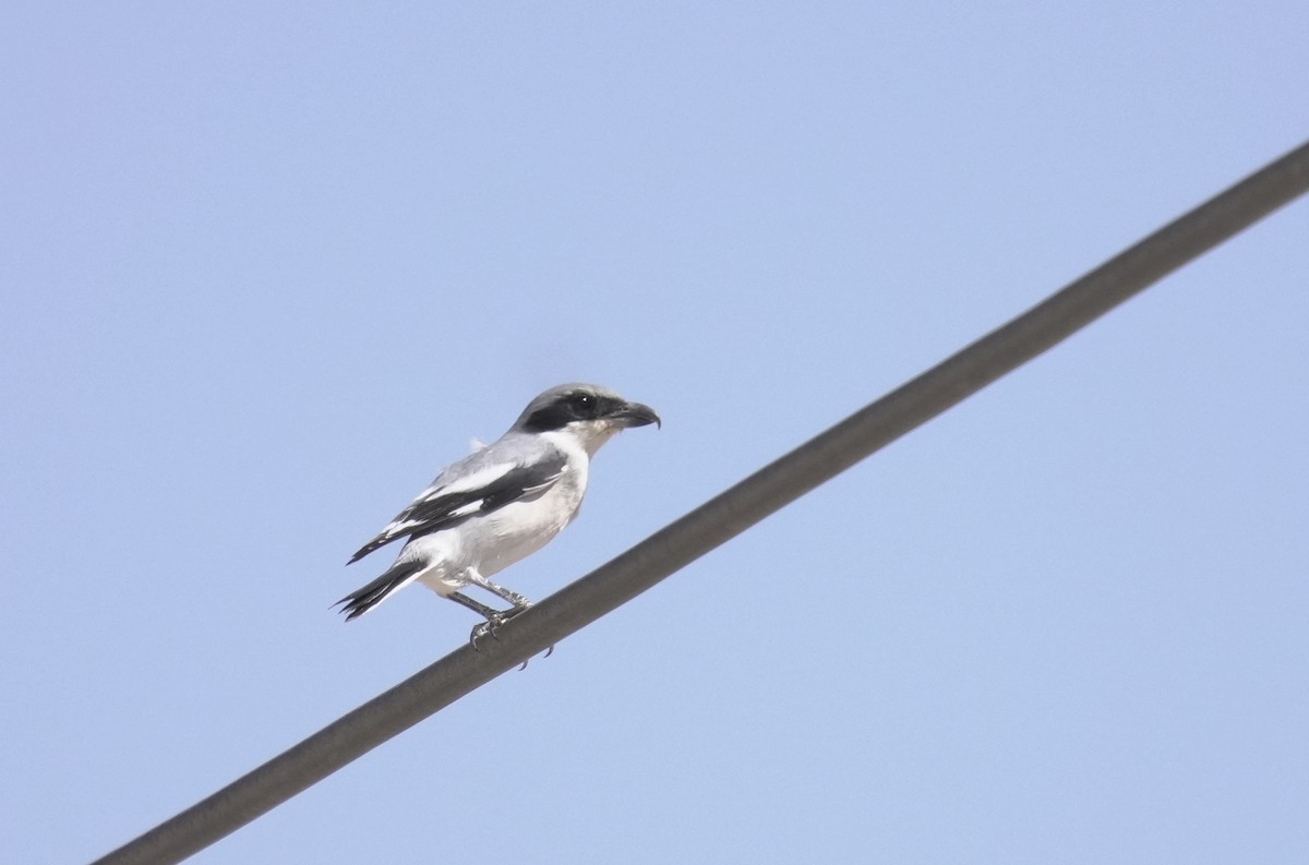 Great Gray Shrike (Arabian) - ML645939135