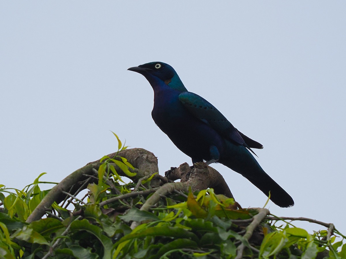 Splendid Starling - ML645939136