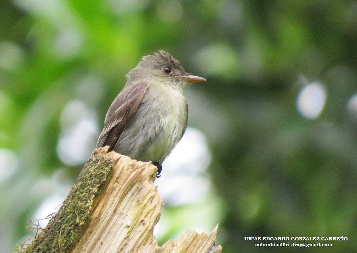 Eastern Wood-Pewee - ML645939137