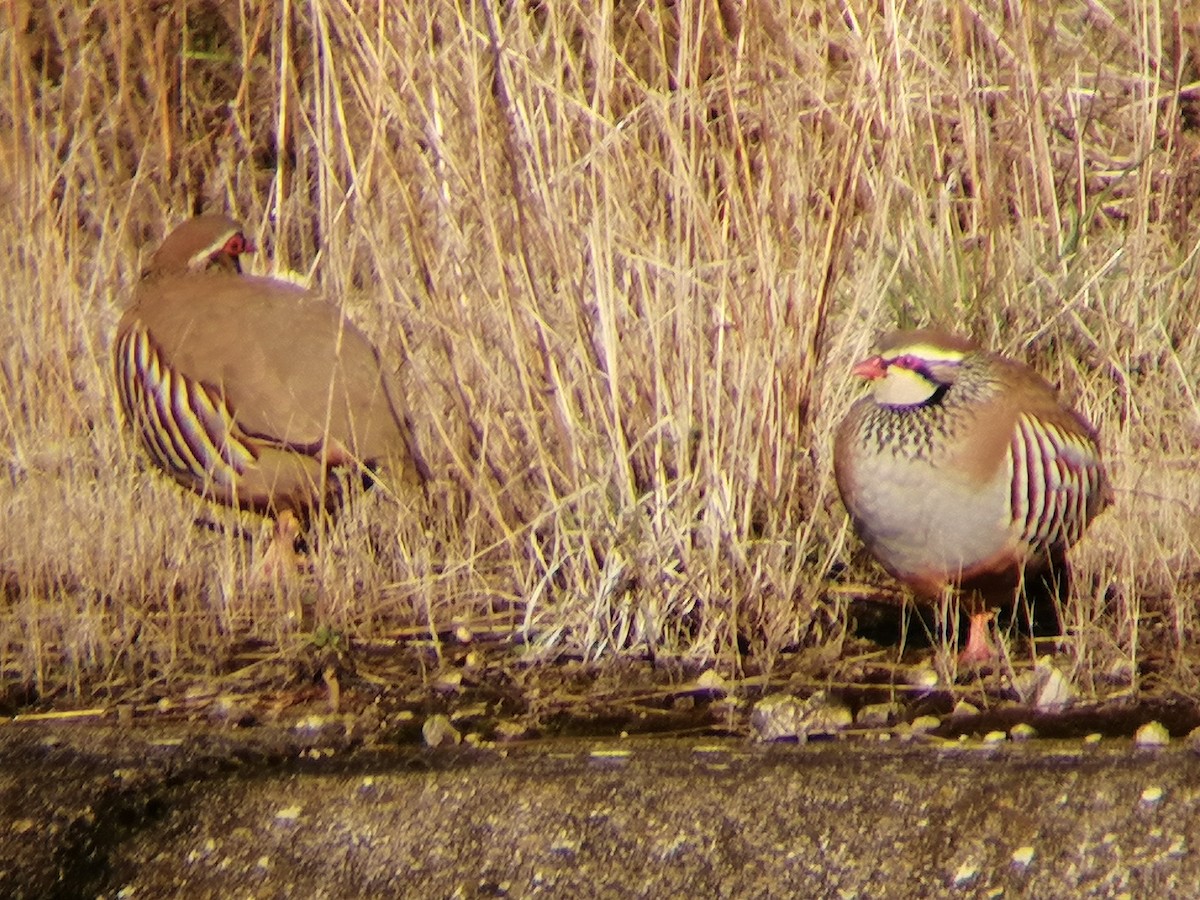 Red-legged Partridge - ML645939138
