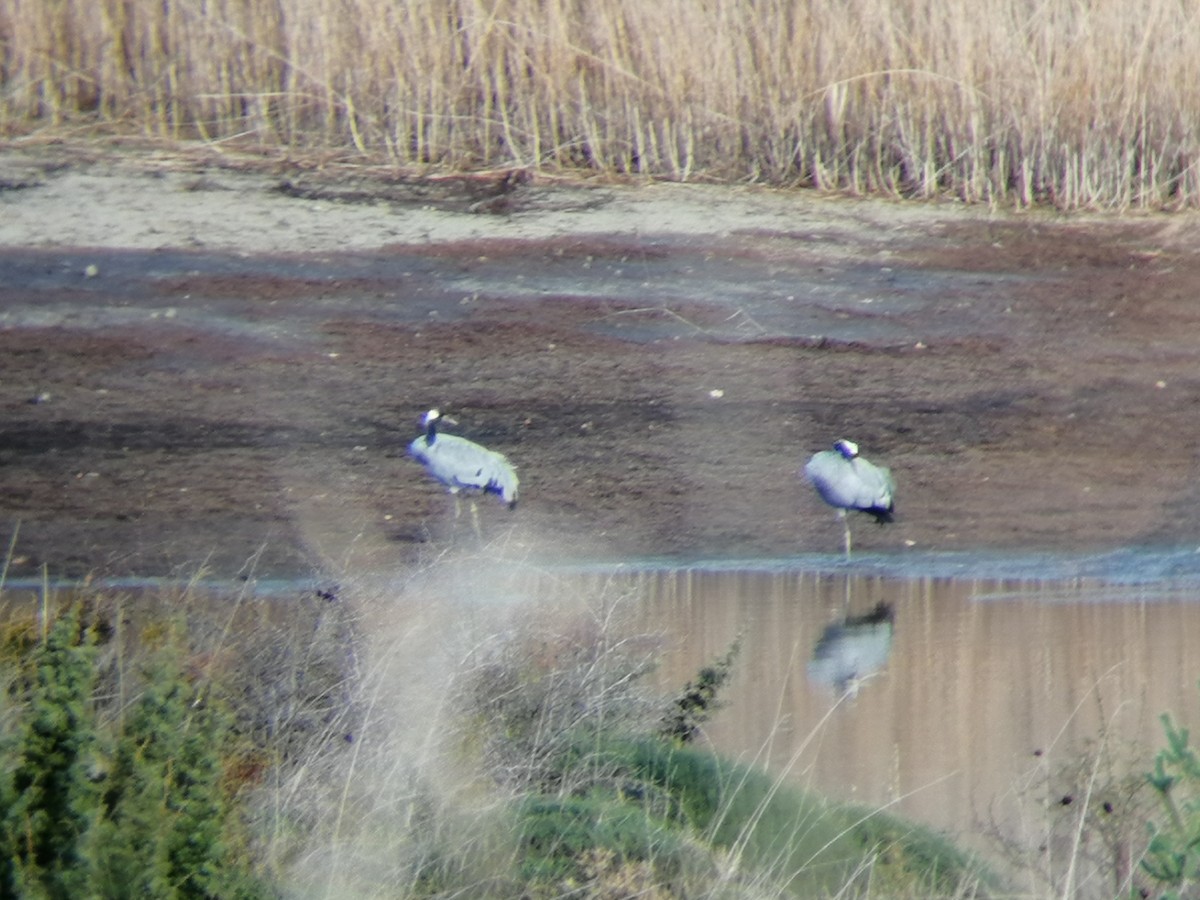 Common Crane - ML645939140