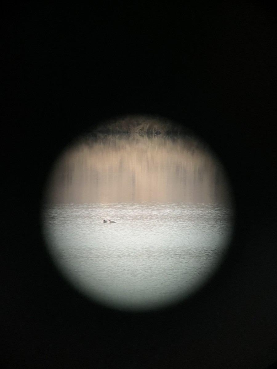 Red-breasted Merganser - ML645939141