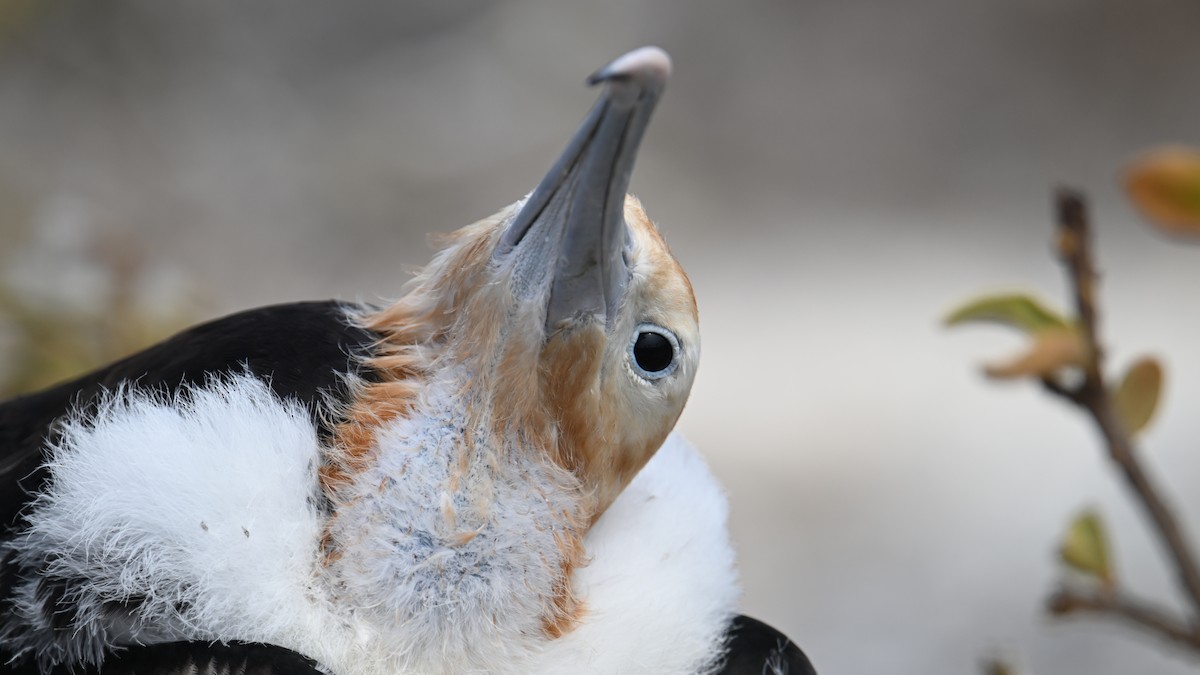 Great Frigatebird - ML645939145