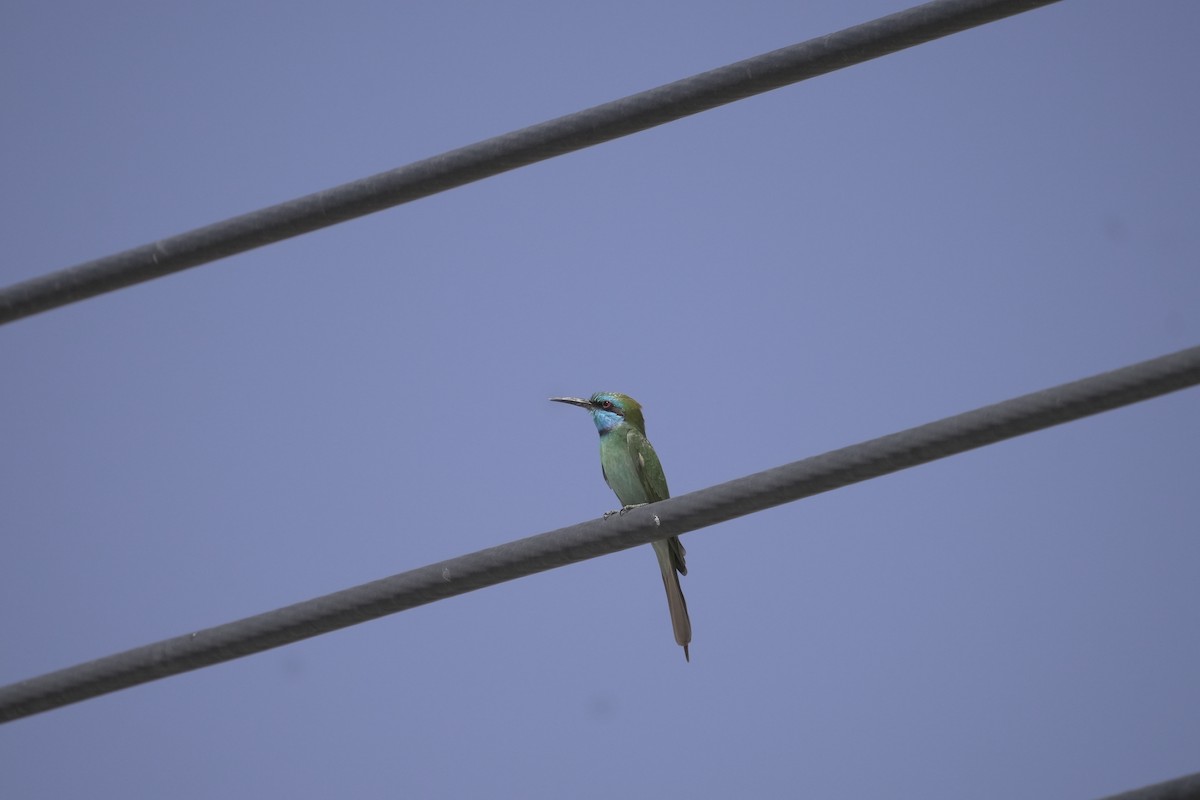 Arabian Green Bee-eater - ML645939148