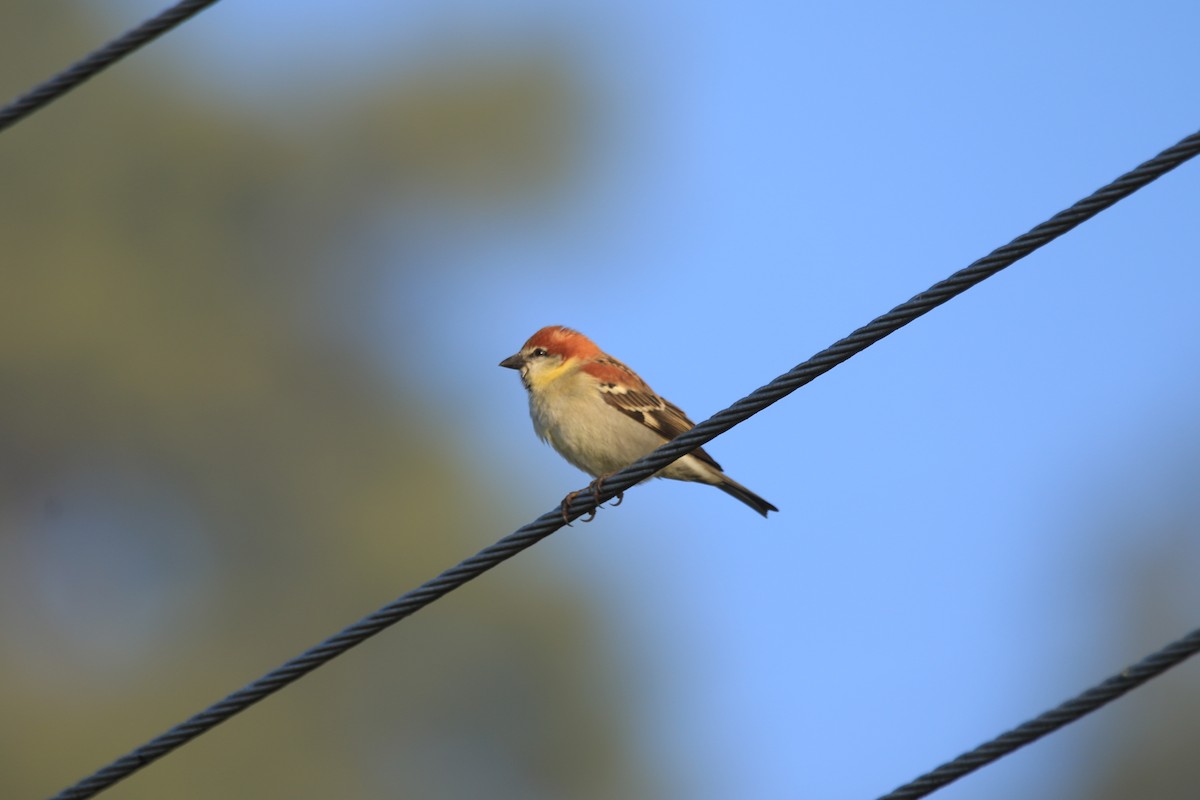 Russet Sparrow - ML645939149