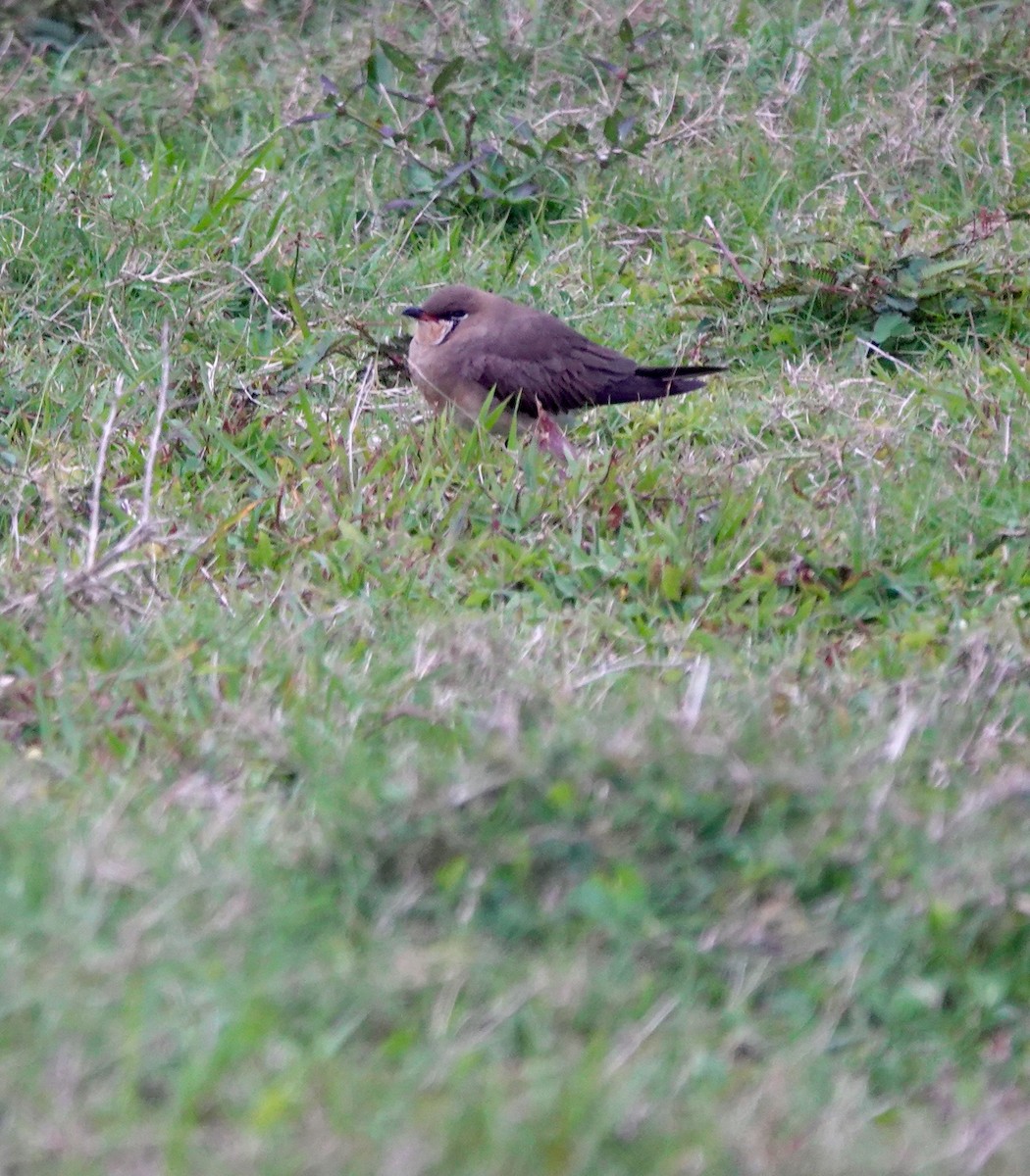 Oriental Pratincole - ML645939150