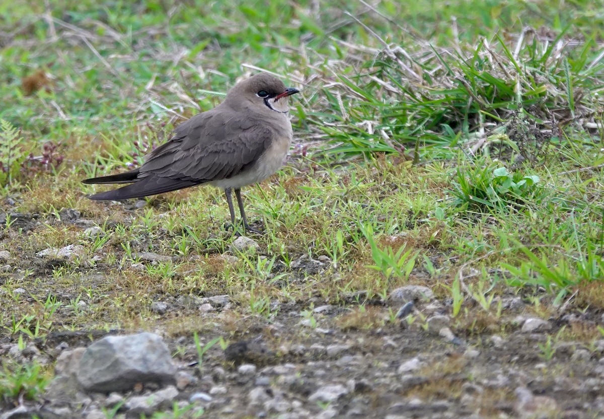 Oriental Pratincole - ML645939151