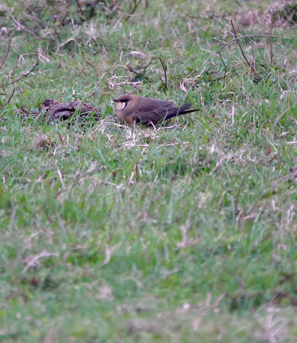 Oriental Pratincole - ML645939153