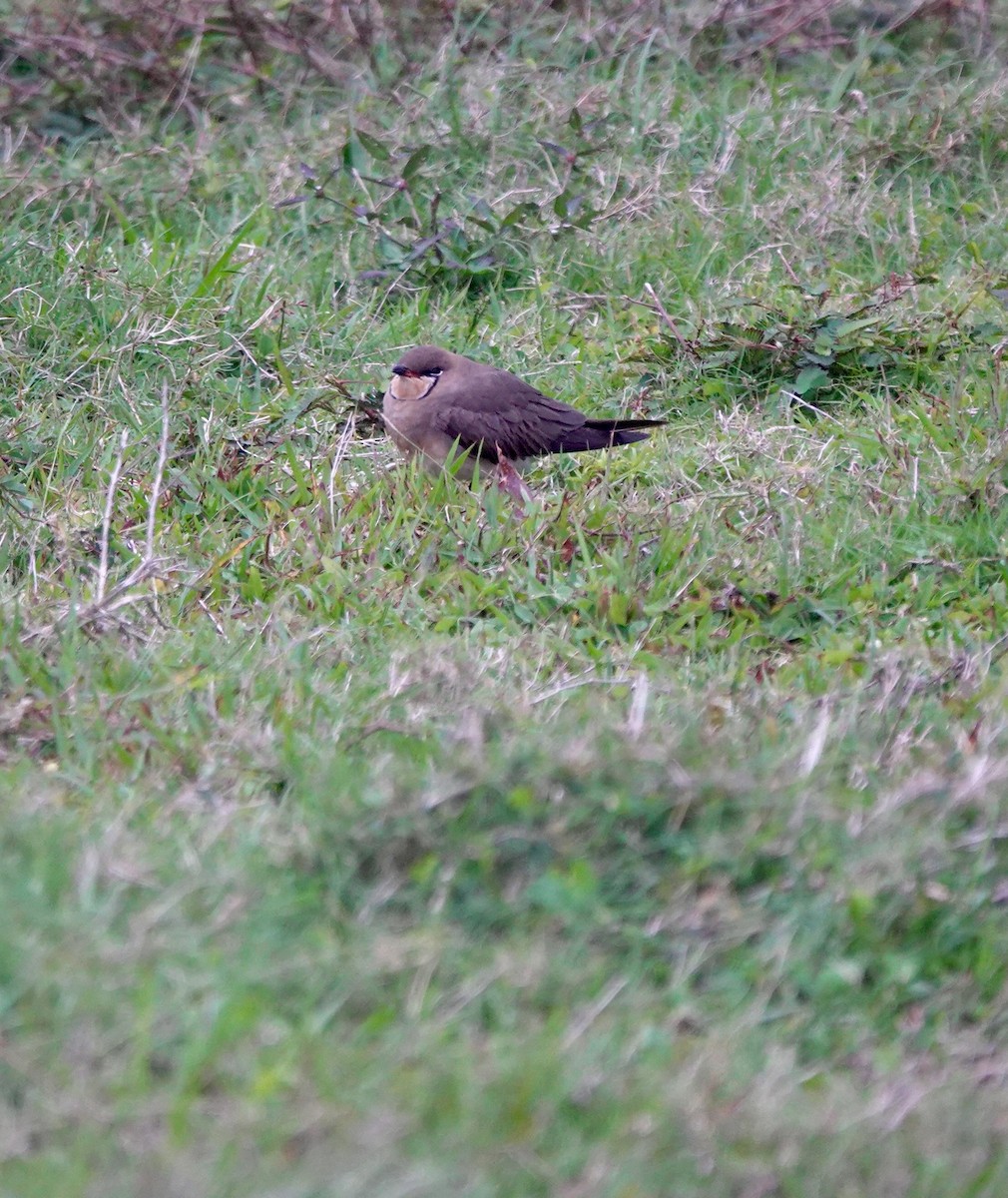 Oriental Pratincole - ML645939154