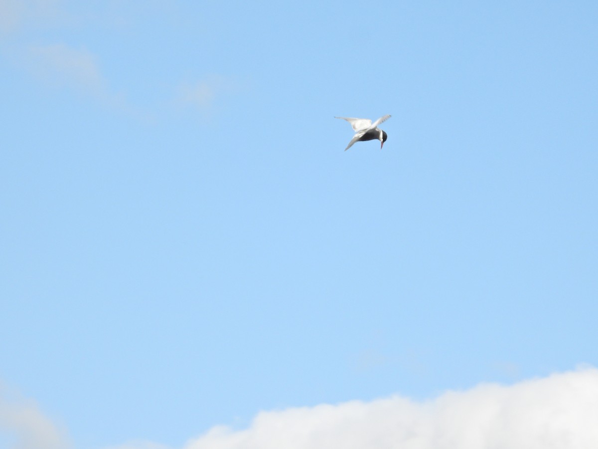 Whiskered Tern - ML645939156