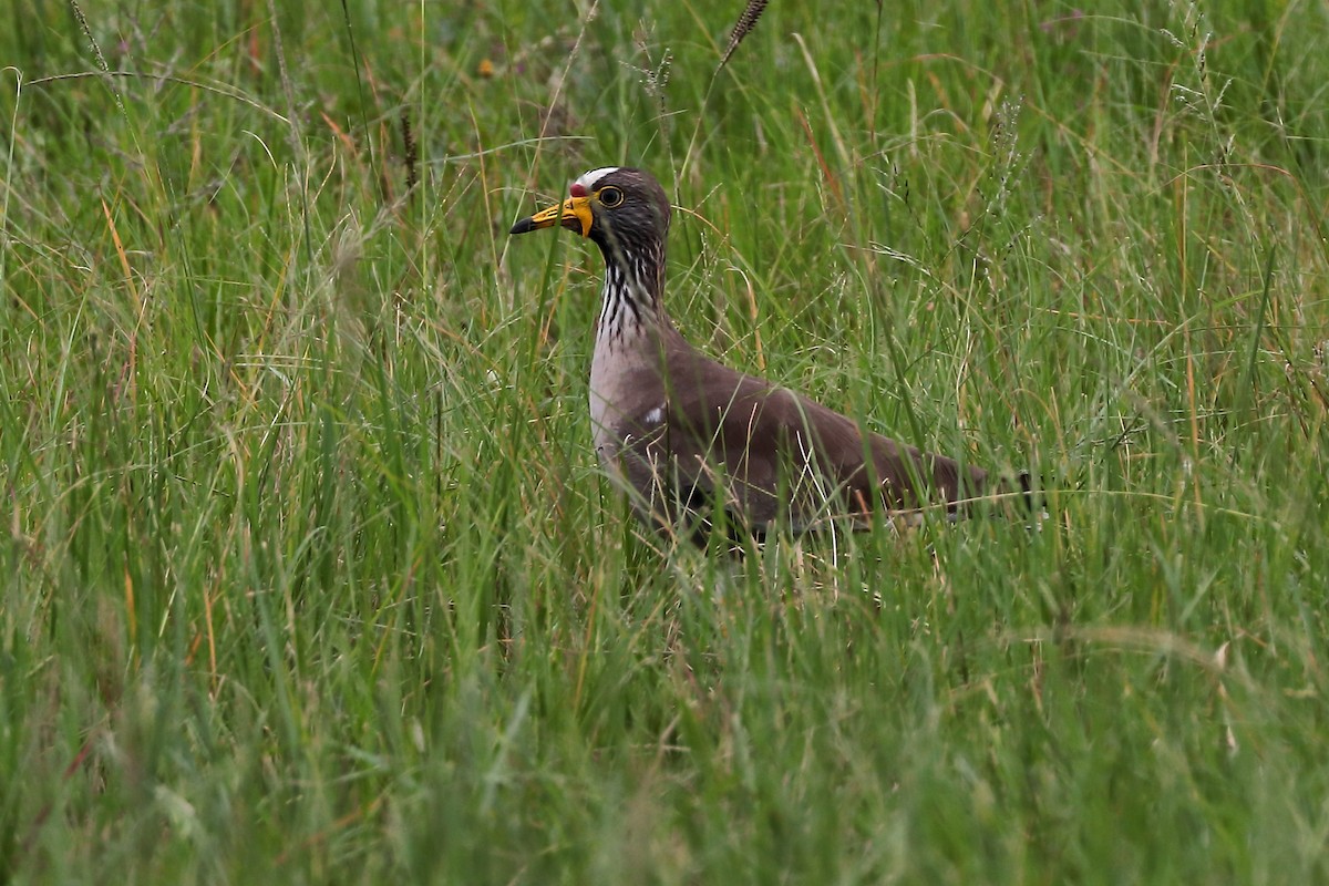 Wattled Lapwing - ML645939171