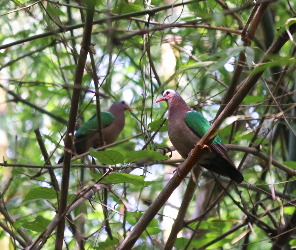Asian Emerald Dove - ML645939179