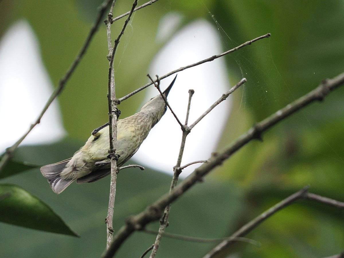 Splendid Sunbird - ML645939180