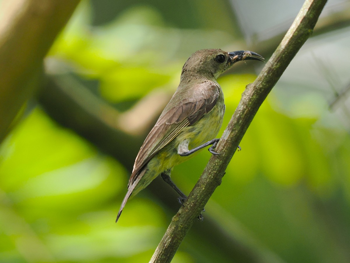 Splendid Sunbird - ML645939181