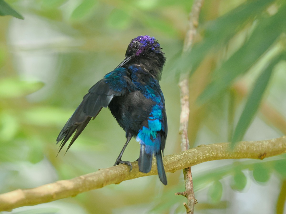Splendid Sunbird - ML645939182