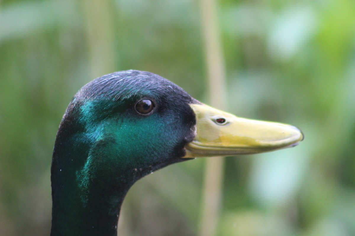 Mallard - ML645939184