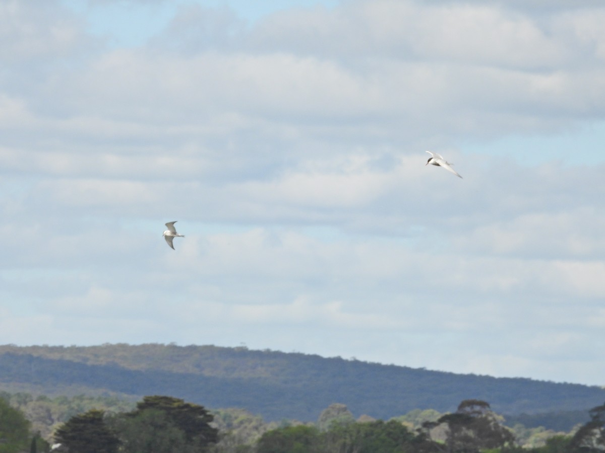 Whiskered Tern - ML645939185