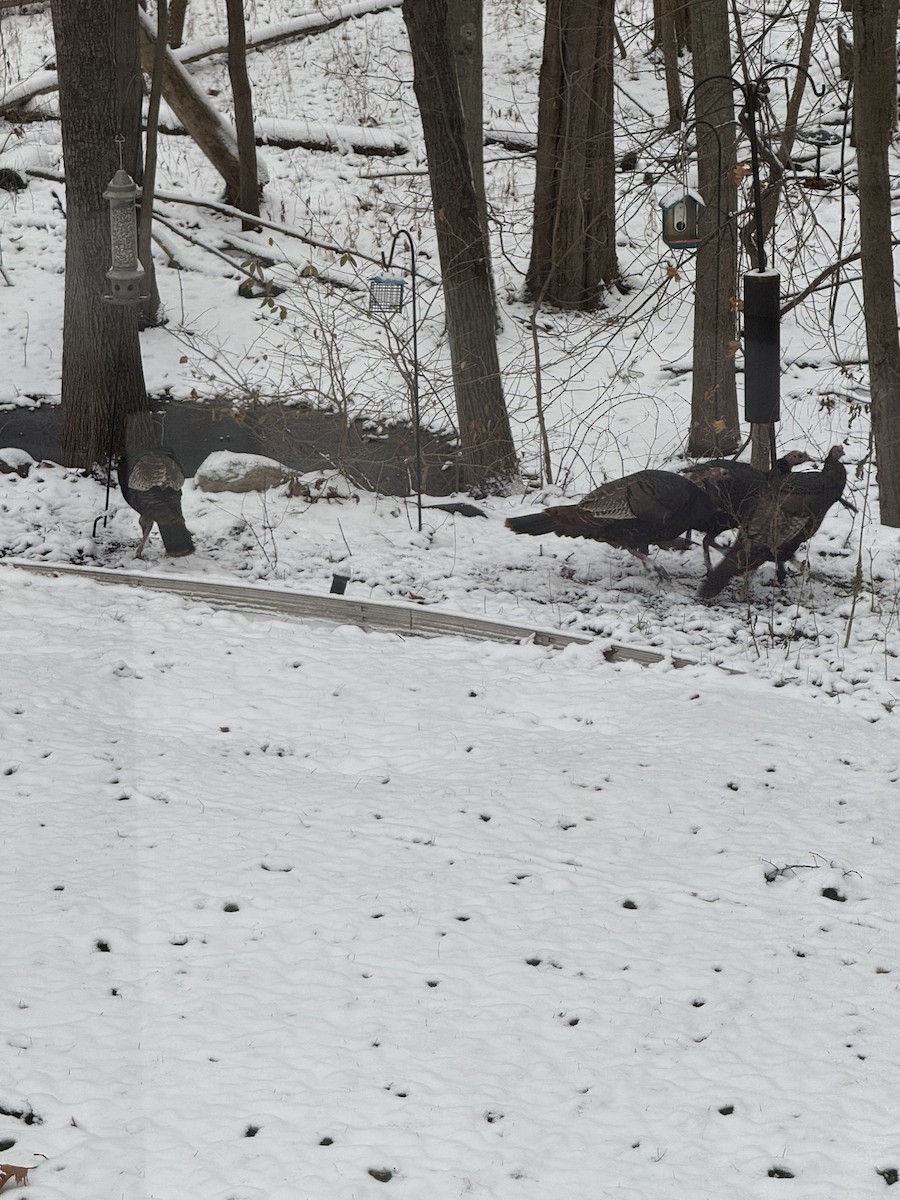 Wild Turkey - ML645939187