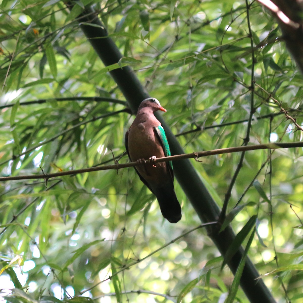Asian Emerald Dove - ML645939188