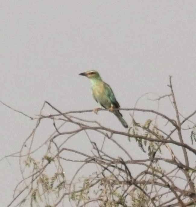 European Roller - ML645939189