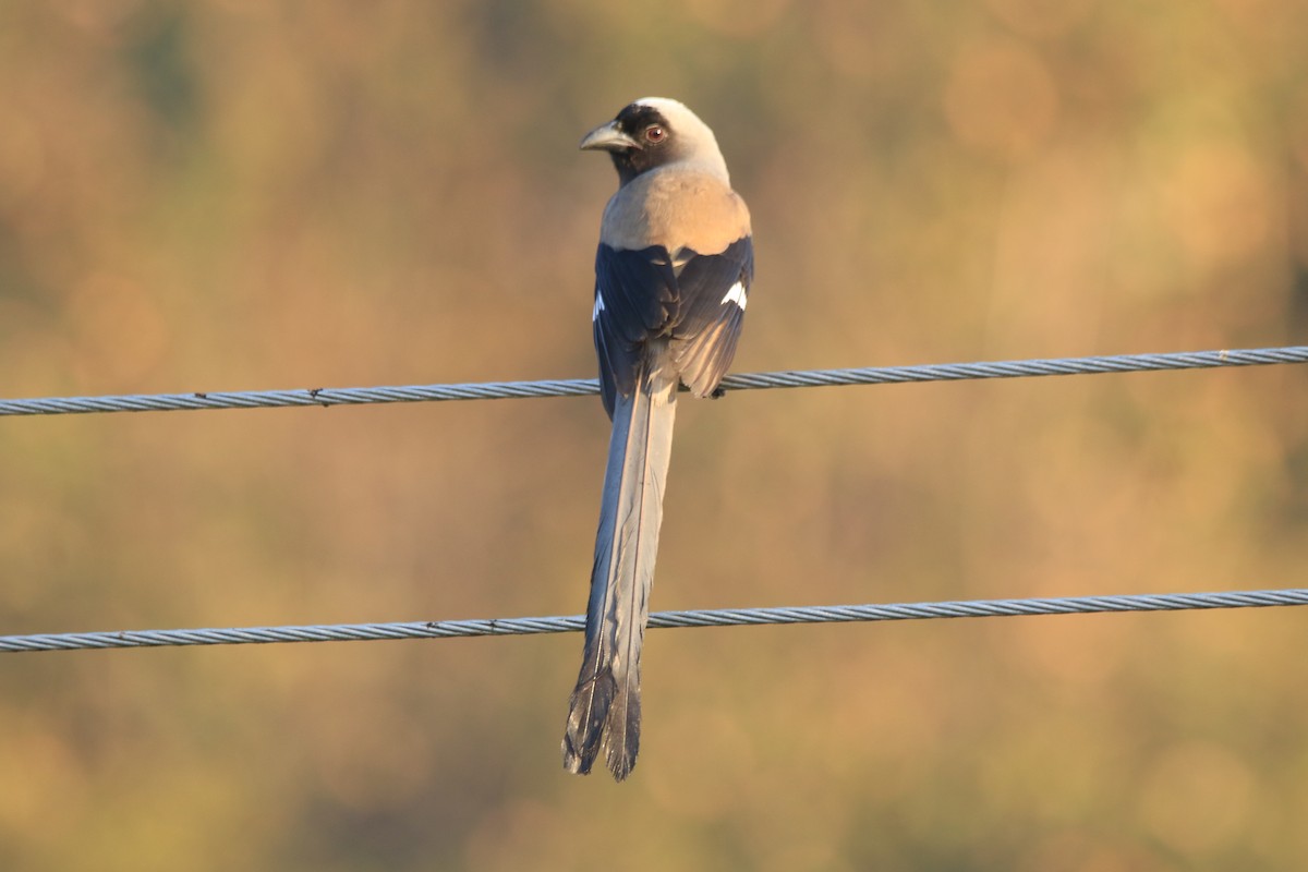 Gray Treepie - ML645939191