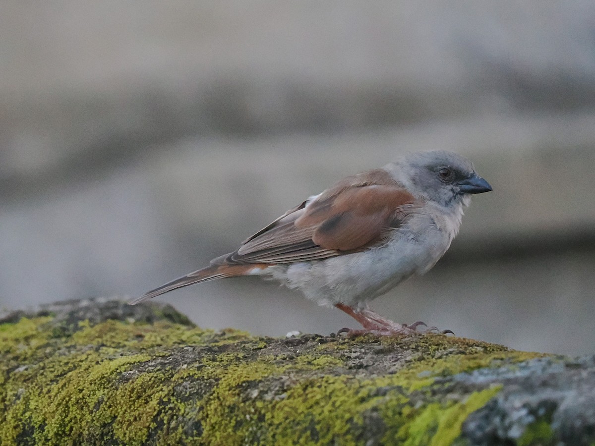 Northern Gray-headed Sparrow - ML645939196