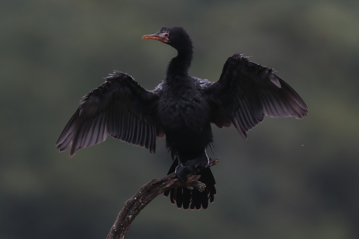 Reed Cormorant - ML645939197