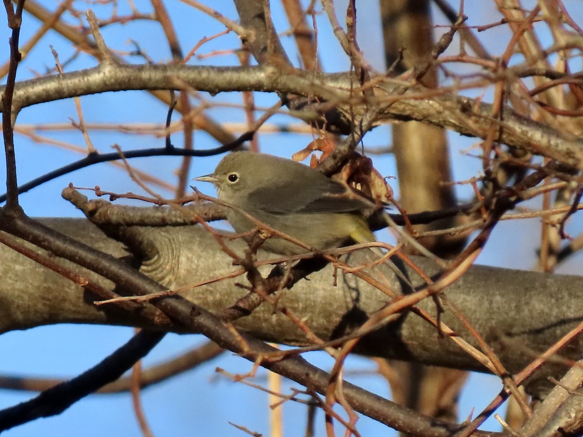Virginia's Warbler - ML645939198