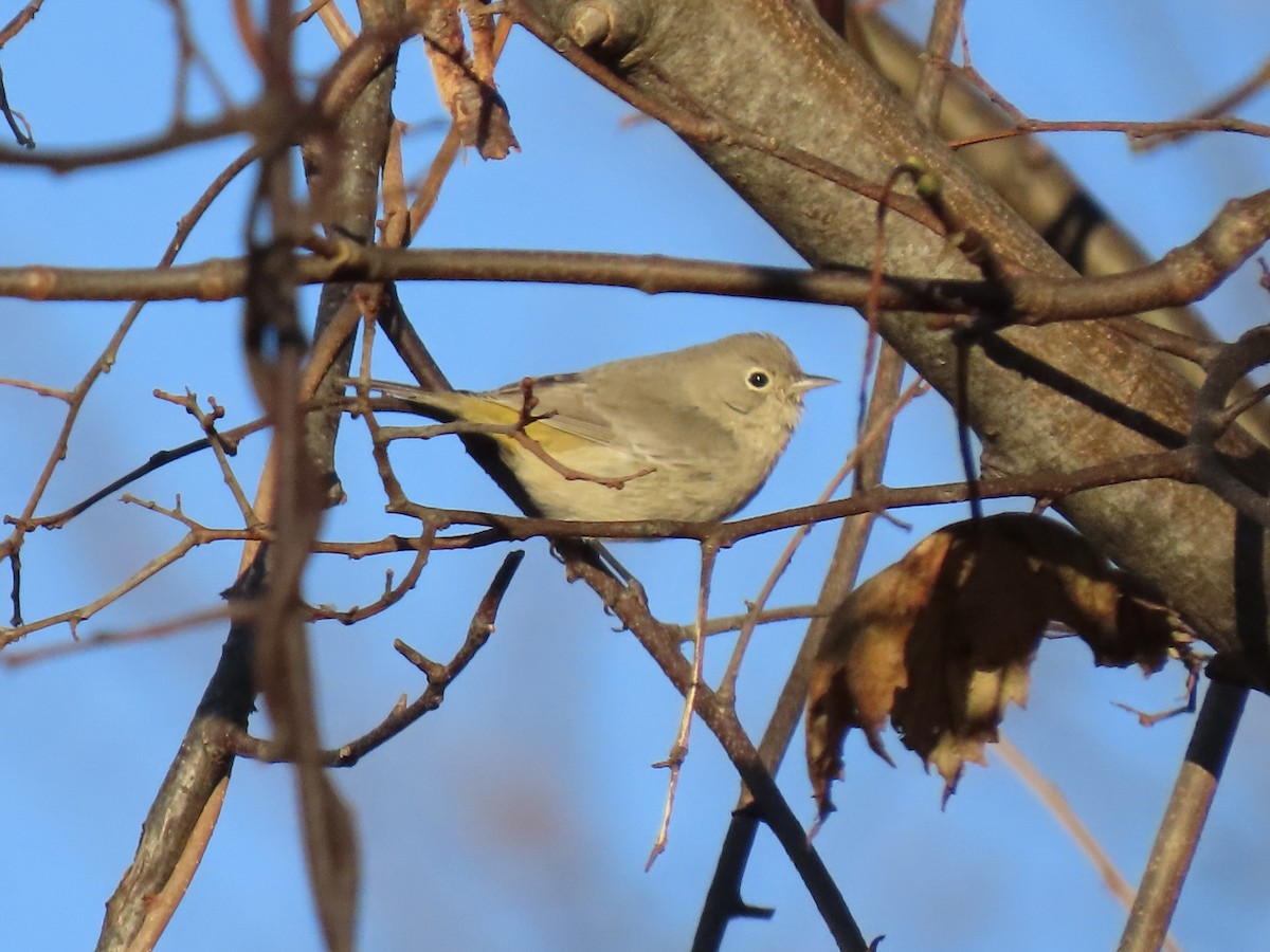 Virginia's Warbler - ML645939199