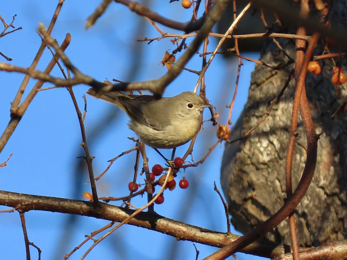 Virginia's Warbler - ML645939200