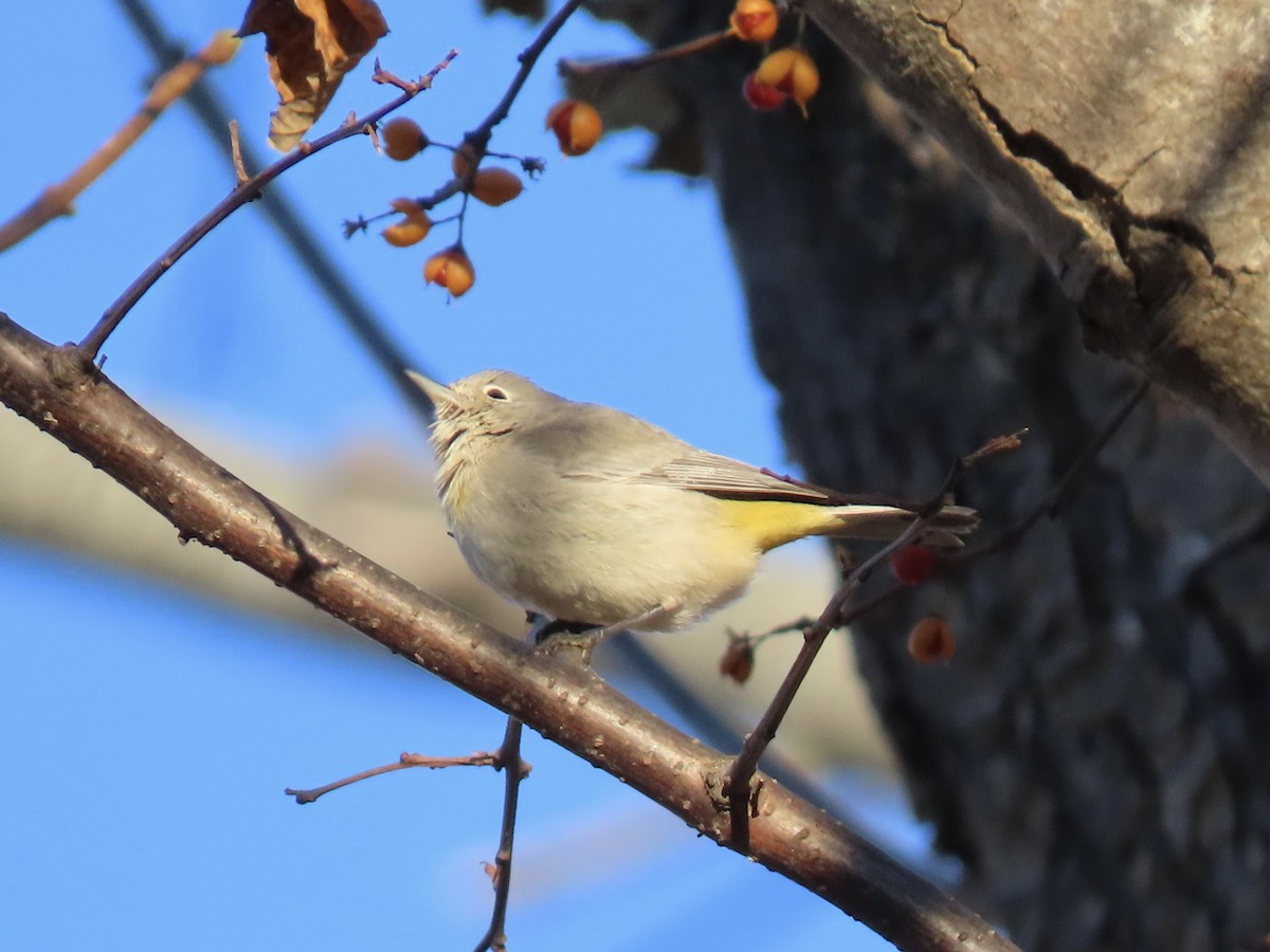 Virginia's Warbler - ML645939201