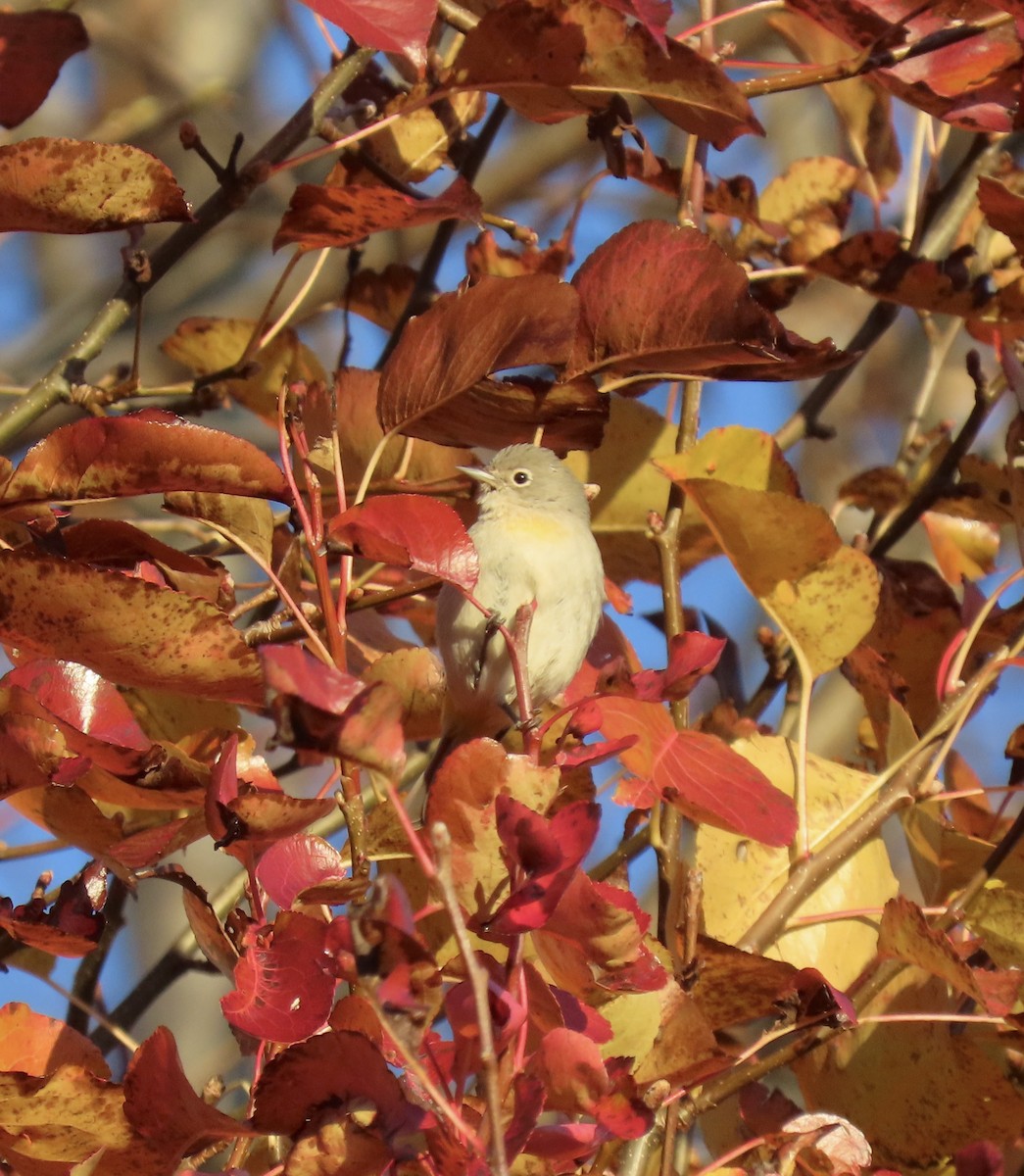 Virginia's Warbler - ML645939202
