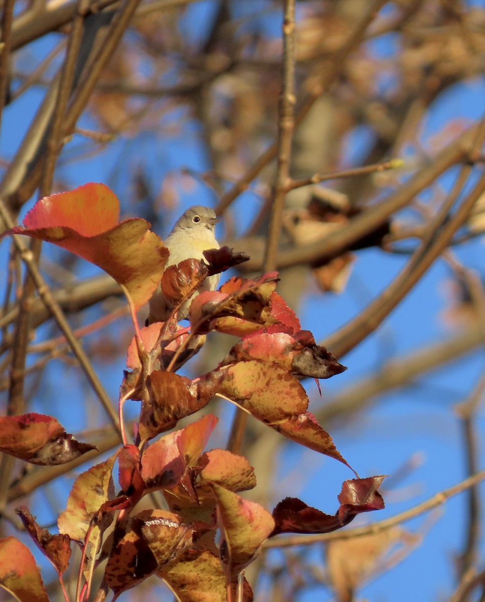Virginia's Warbler - ML645939203