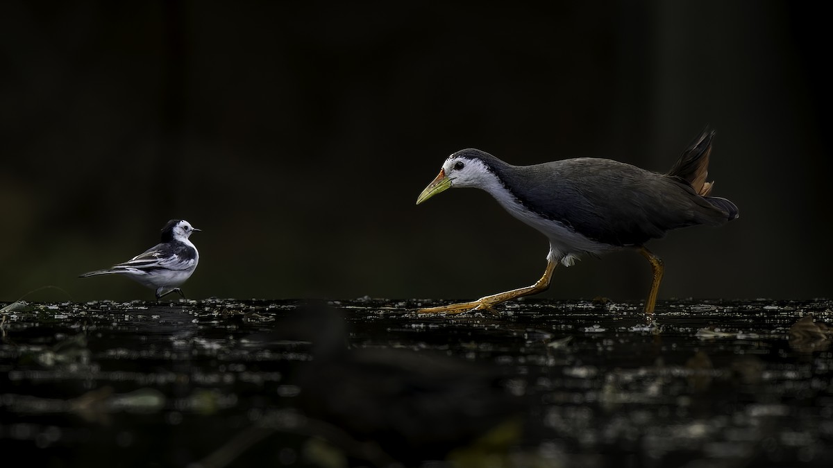 White-breasted Waterhen - ML645939209