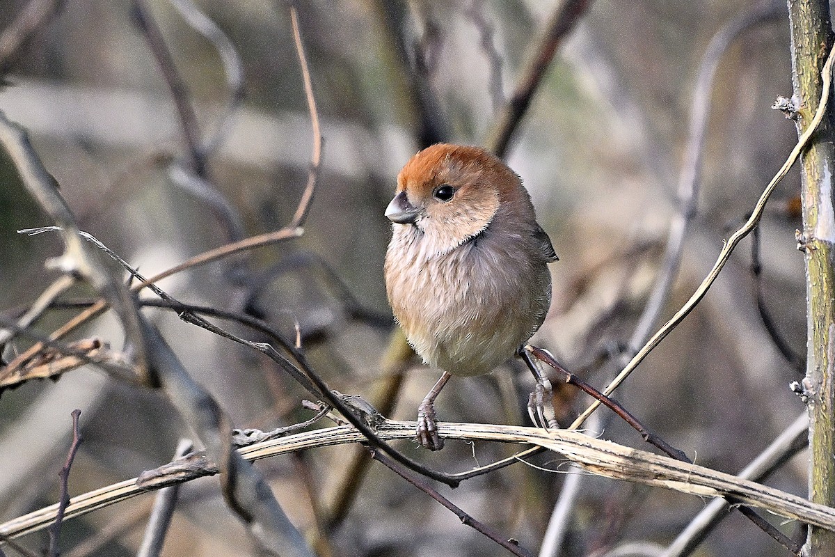Vinous-throated Parrotbill - ML645939217