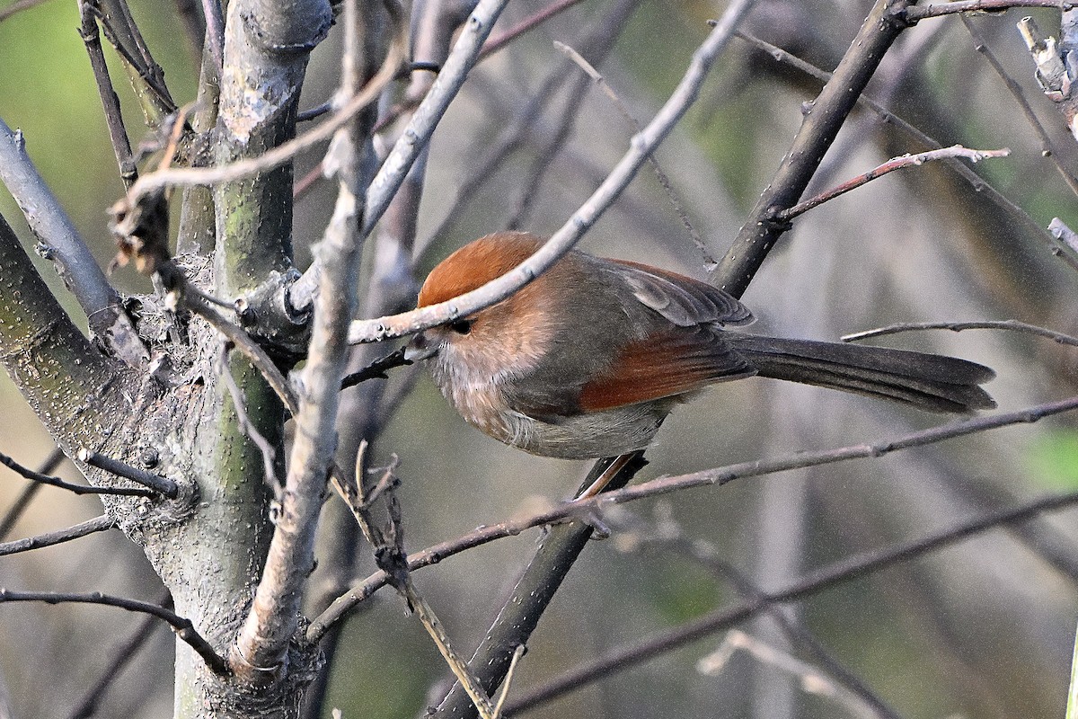 Vinous-throated Parrotbill - ML645939218