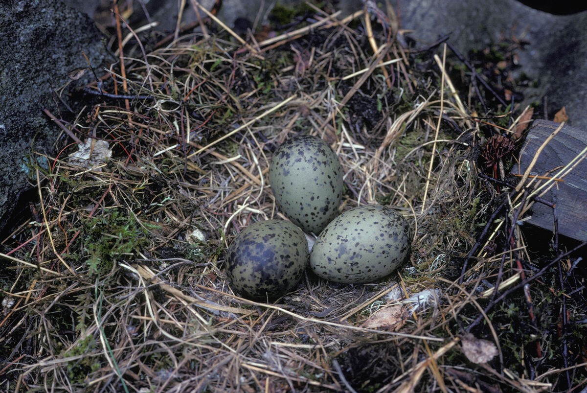 Common Gull (European) - ML645939225