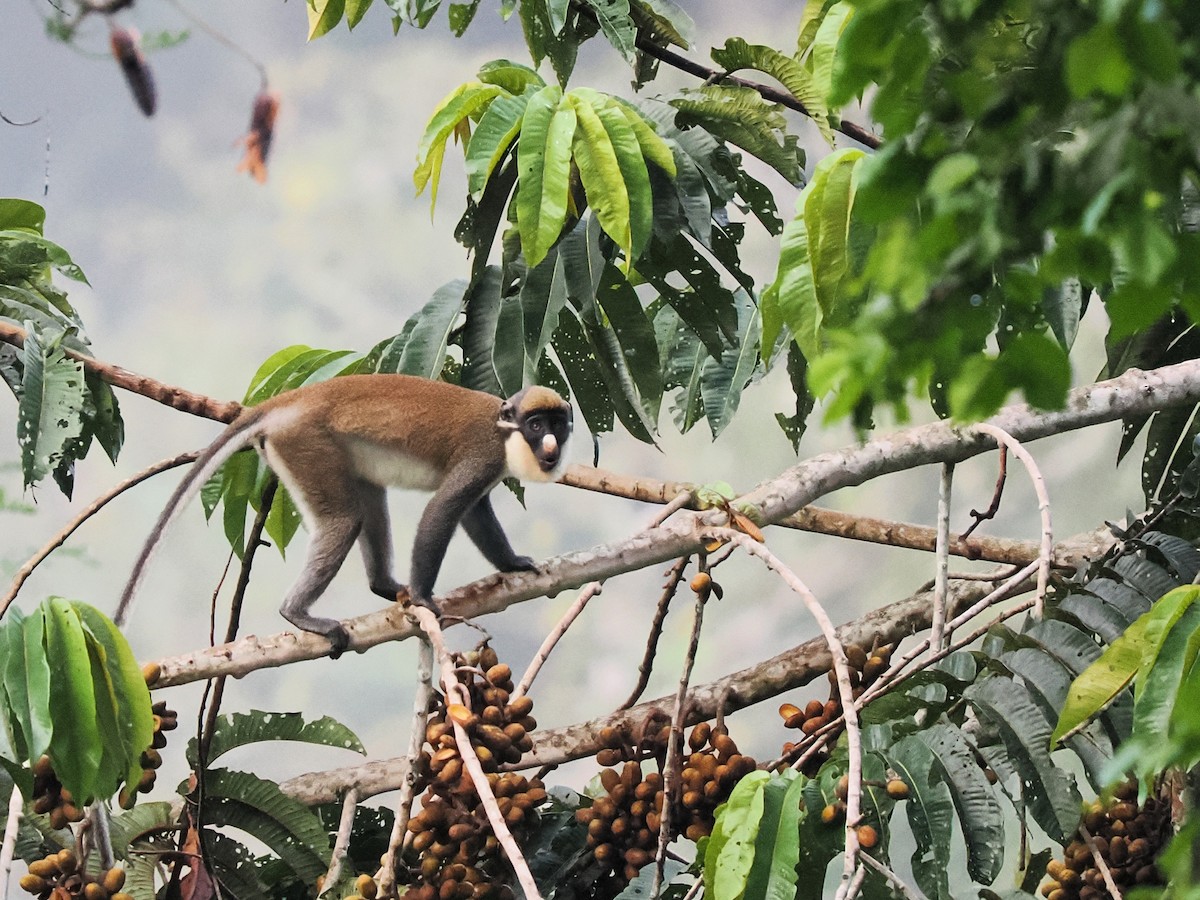 Lesser Spot-nosed Monkey - ML645939232
