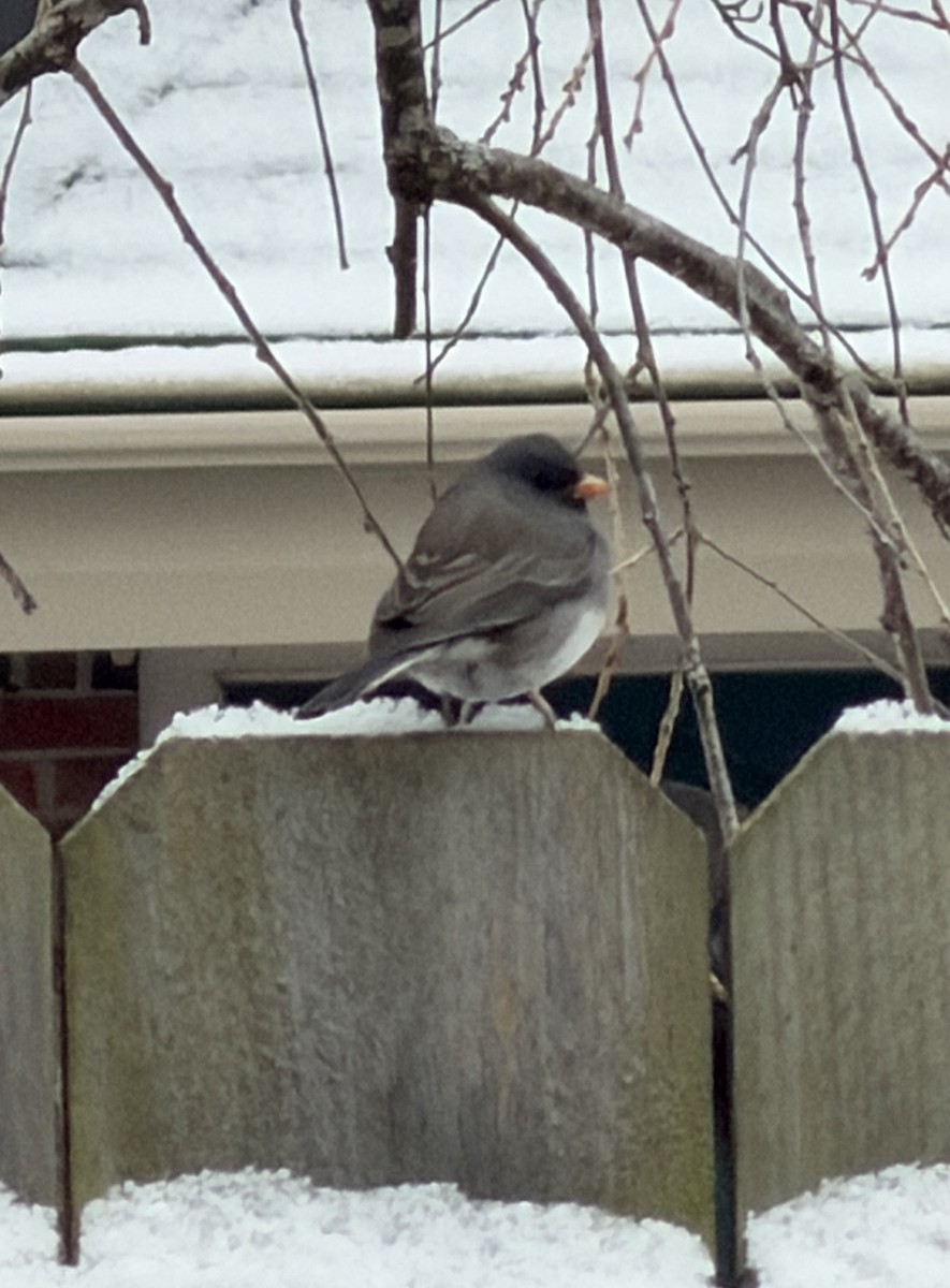 Dark-eyed Junco - ML645939241