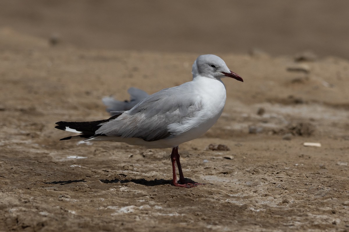 racek šedohlavý - ML645939247