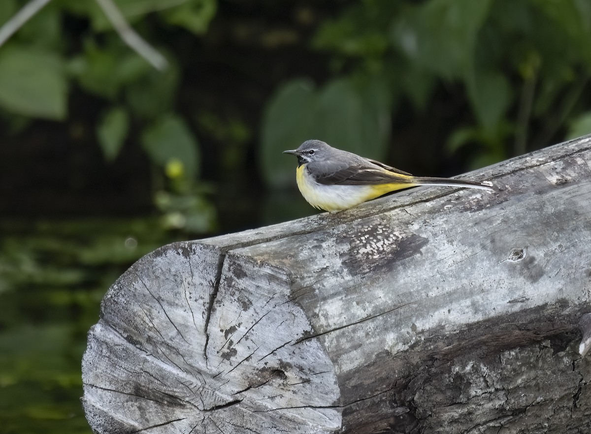 konipas horský - ML645939252