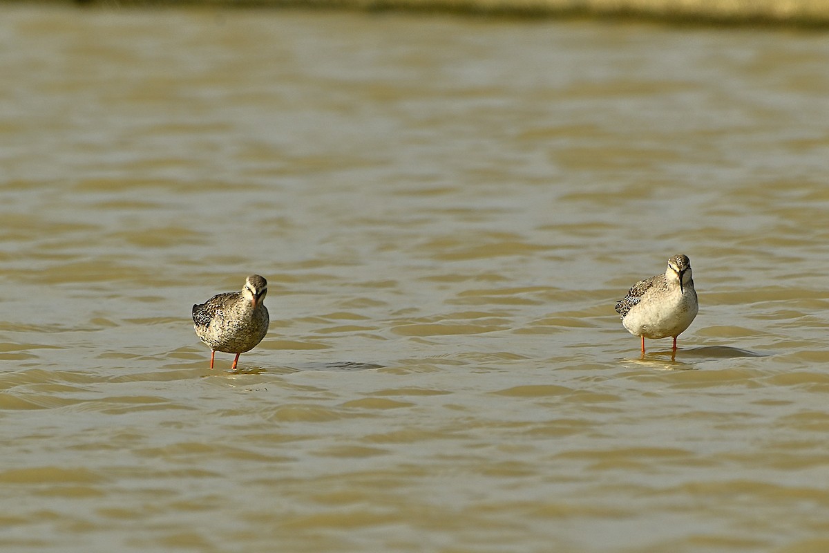Spotted Redshank - ML645939256