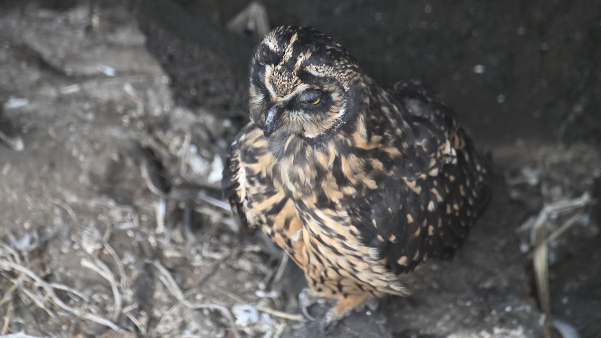 Zingira-hontza (galapagoensis) - ML645939275