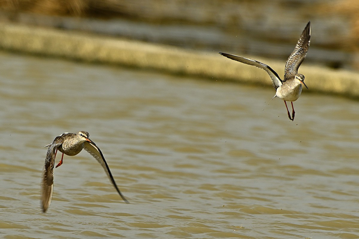 Spotted Redshank - ML645939276